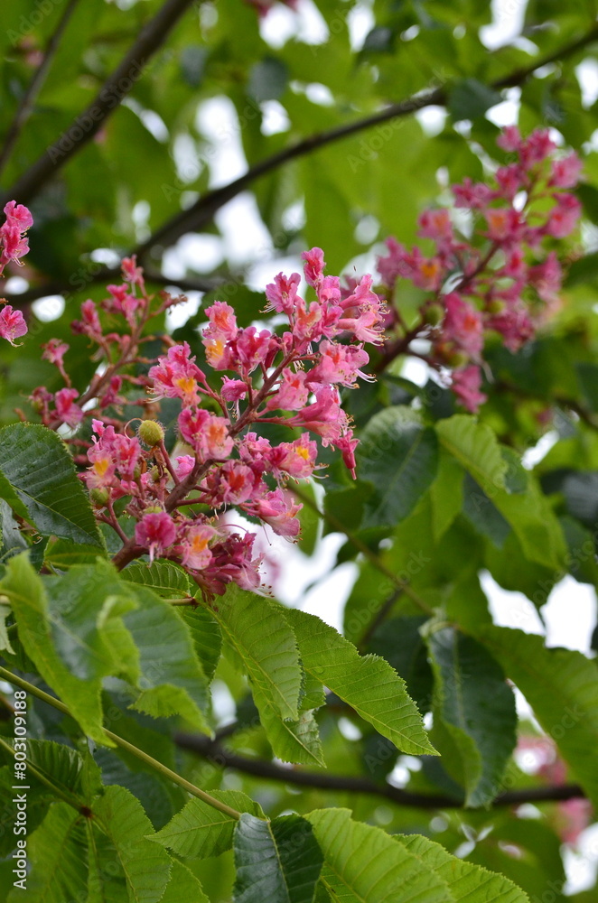 a beautiful view of a red flowering chestnut tree, Aesculus pavia