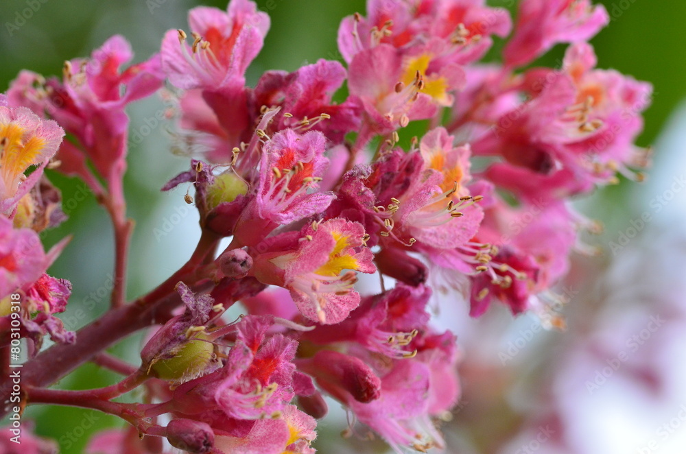 close up, tree Aesculus pavia close up, tree Aesculus pavia