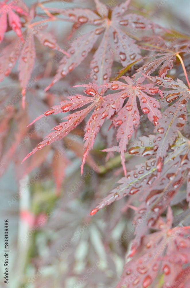 Red leaves of Japanese maple (Acer japonicum) on a blurry background in the park with drops of morning dew Red leaves of Japanese maple (Acer japonicum) on a blurry background in the park with drops of morning dew