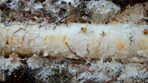 Wallpaper Mural Mushroom mycelium in forest soil with a birch branch. Reproduction of mushrooms. White forest mold. Torontodigital.ca