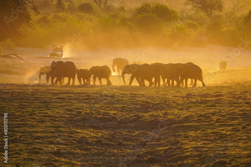 Elephants in the sunset at the Chobe Riverfront  Botswana
