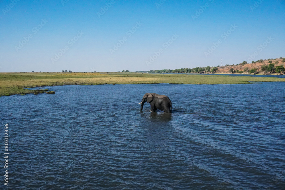Elephant in the Chobe river, Chobe National Park, Botswana Elephant in the Chobe river, Chobe National Park, Botswana