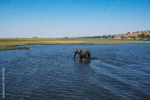 Elephant in the Chobe river, Chobe National Park, Botswana