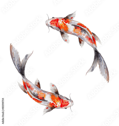 koi carp fish watercolor digital painting good quality