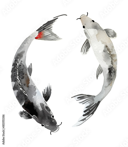 koi carp fish watercolor digital painting good quality