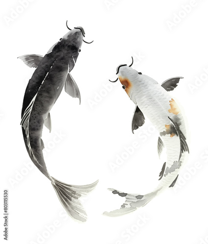 koi carp fish watercolor digital painting good quality