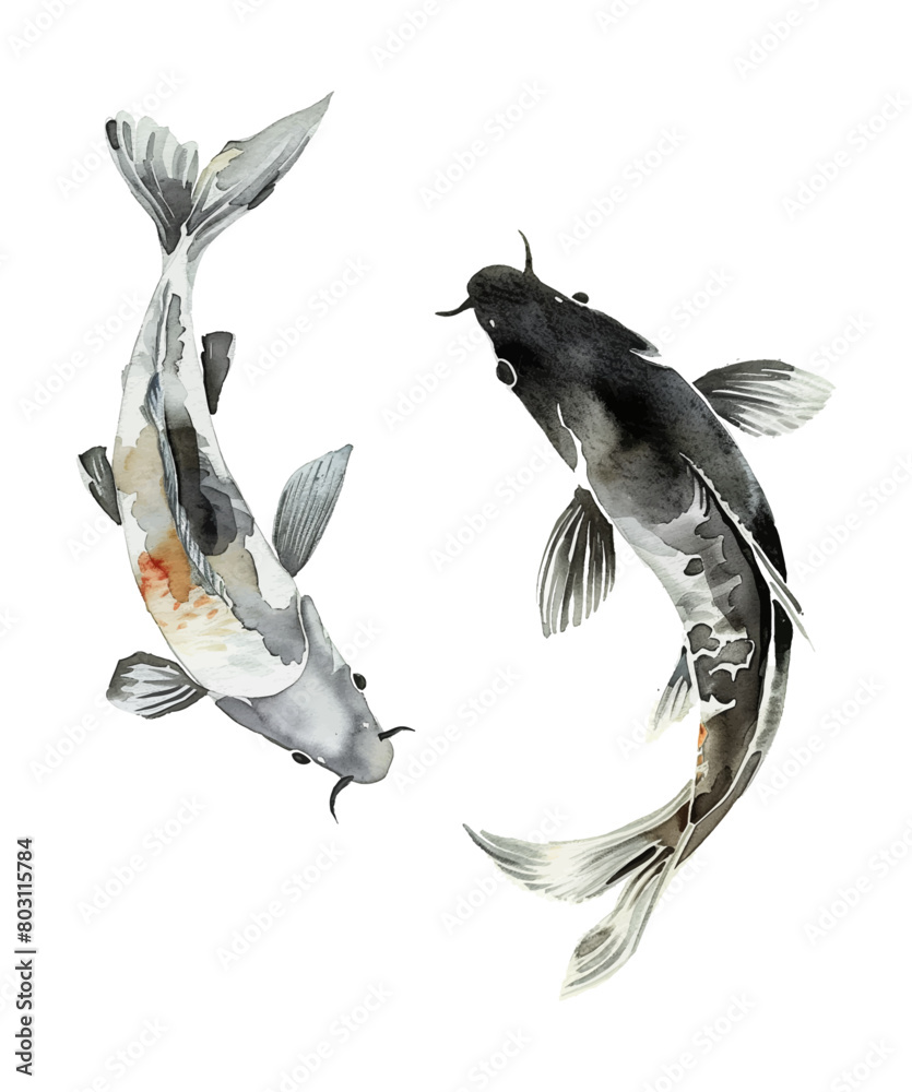 koi carp fish watercolor digital painting good quality