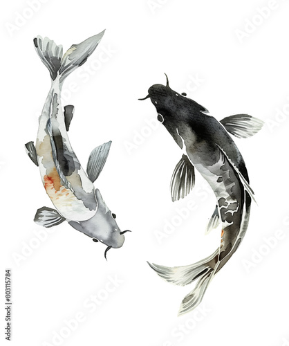 koi carp fish watercolor digital painting good quality © slowbuzzstudio