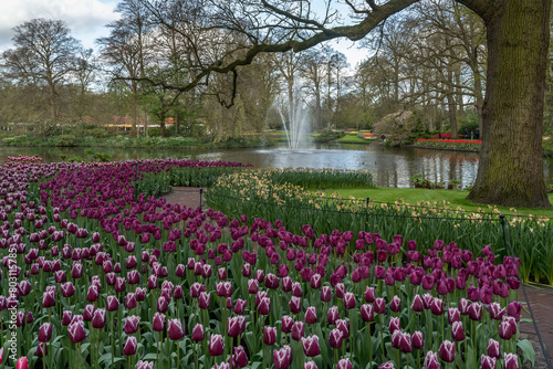 Wallpaper Mural Jardin botanique aux tulipes de Keukenhof , à Lisse aux Pays-Bas	 Torontodigital.ca