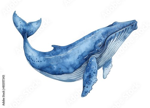 blue whale fish watercolor digital painting good quality