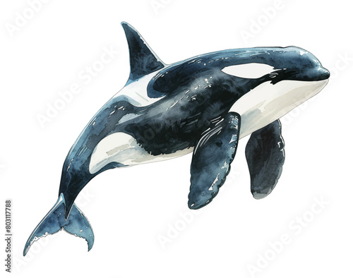 orca whale fish watercolor digital painting good quality