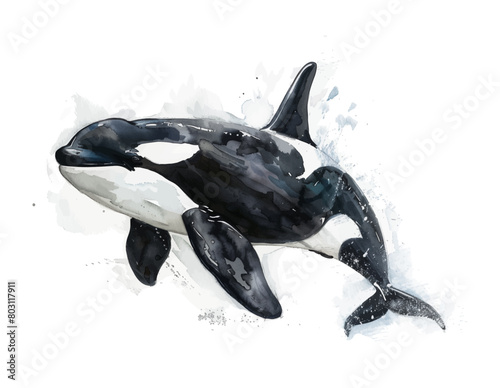 orca whale fish watercolor digital painting good quality