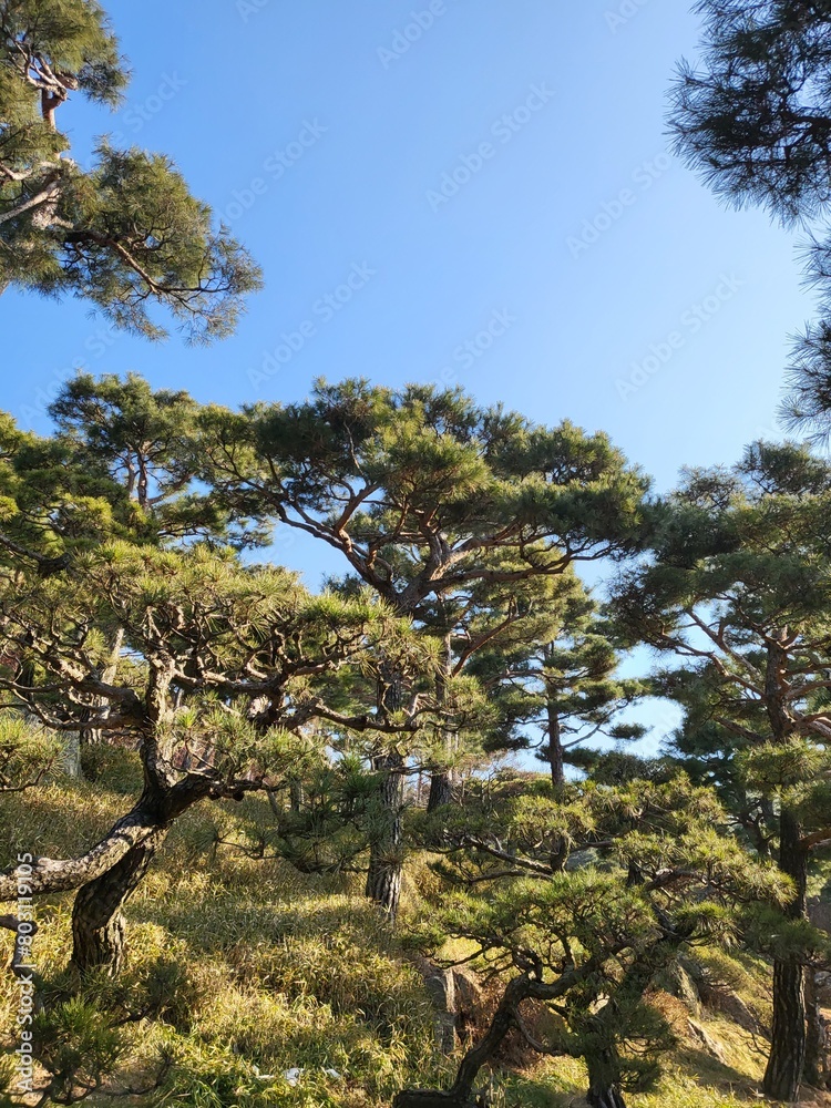 pine tree