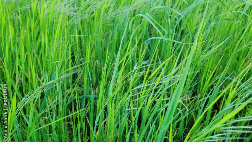 Lush Green Organic Grass Field in Natural Light. Lush Green Organic Grass Field in Natural Light.