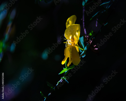 Flor amarela a ser iluminada por alguns raios de luz, com algumas folhas verdes