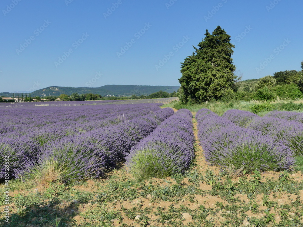 Fototapeta premium Paysage de Provence avec les champs de lavande