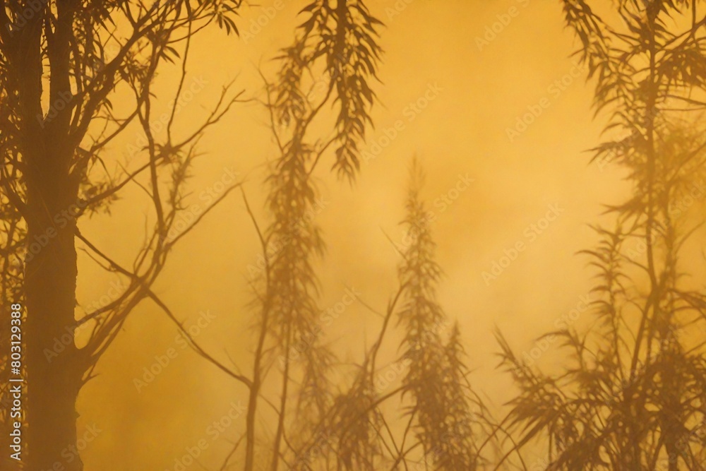 Fototapeta premium reeds at sunset