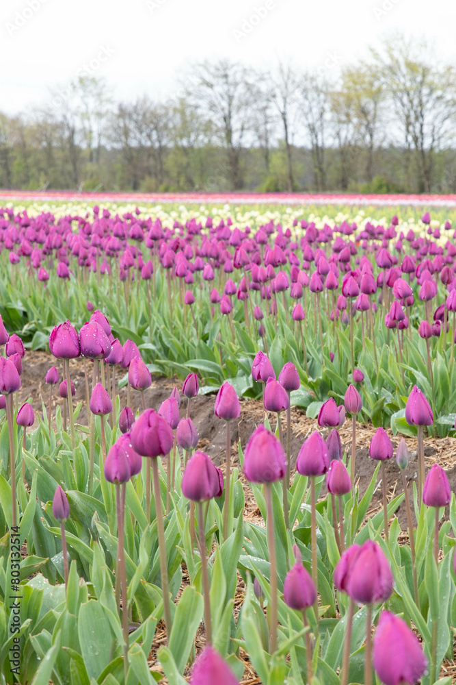 The beautiful Danish tulip flowers