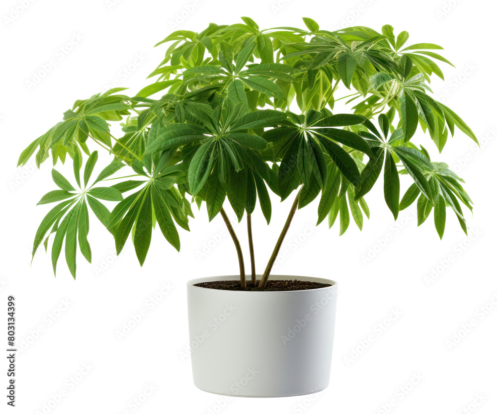 PNG Plant leaf tree houseplant.