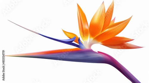 Modern illustration of a bird of paradise or crane flower, Strelitzia reginae. Exotic plant with colorful petals isolated on a white background, design element.