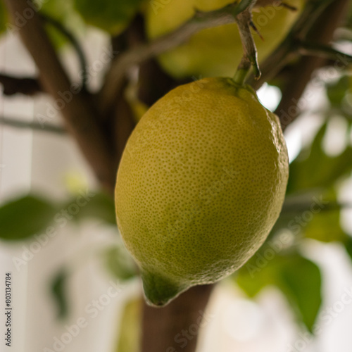 Zitronenbaum mit Zitronen