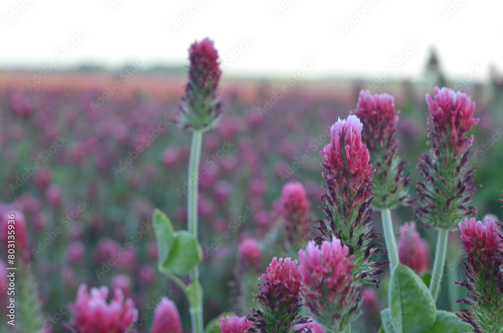 Fototapeta premium beautiful view of a field with red clover, Czech landscape