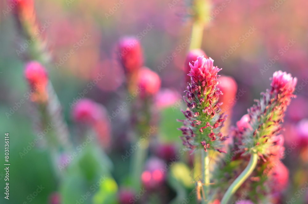 beautiful view of a field with red clover, Czech landscape beautiful view of a field with red clover, Czech landscape