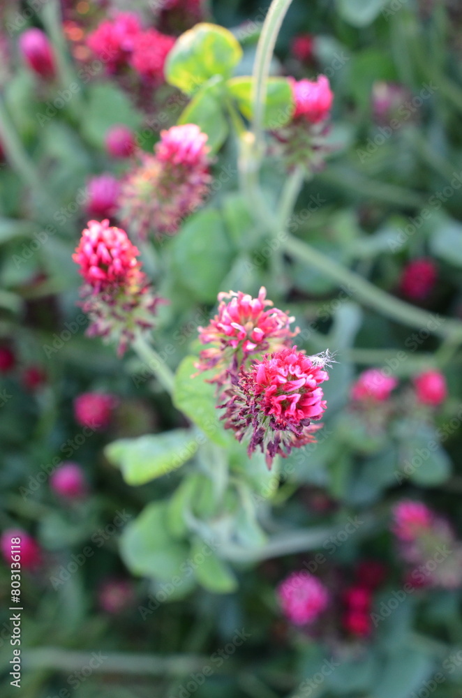 Trifolium incarnatum, filed with red clover flower, closeup