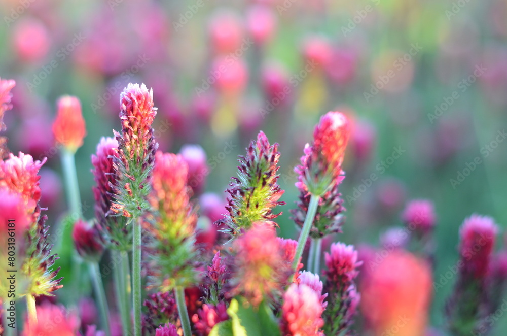 Trifolium incarnatum, filed with red clover flower, closeup Trifolium incarnatum, filed with red clover flower, closeup