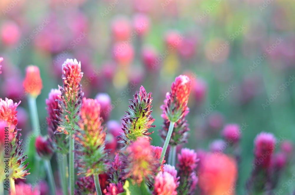 Obraz premium Trifolium incarnatum, filed with red clover flower, closeup