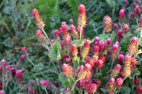 Trifolium incarnatum, filed with red clover flower, closeup