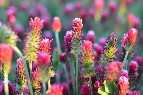 Trifolium incarnatum, filed with red clover flower, closeup