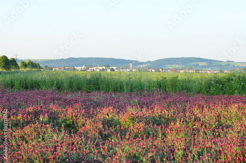 Trifolium incarnatum, filed with red clover flower, closeup