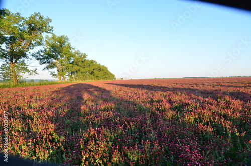 Trifolium incarnatum, filed with red clover flower, closeup