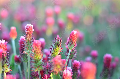 Trifolium incarnatum, filed with red clover flower, closeup