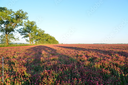 Trifolium incarnatum, filed with red clover flower, closeup