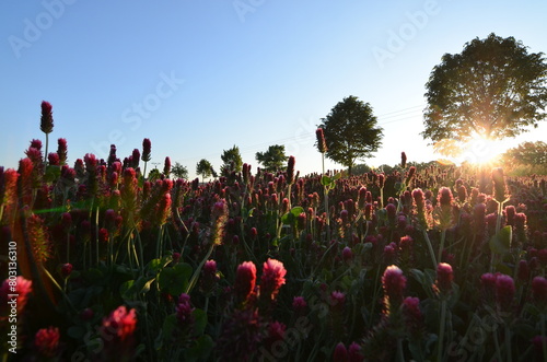 Trifolium incarnatum, filed with red clover flower, closeup