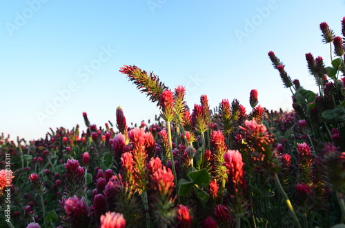 Trifolium incarnatum, filed with red clover flower, closeup
