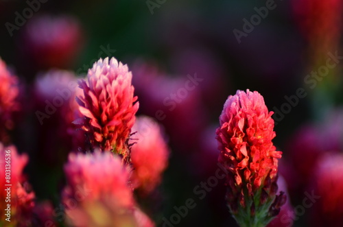Trifolium incarnatum, filed with red clover flower, closeup