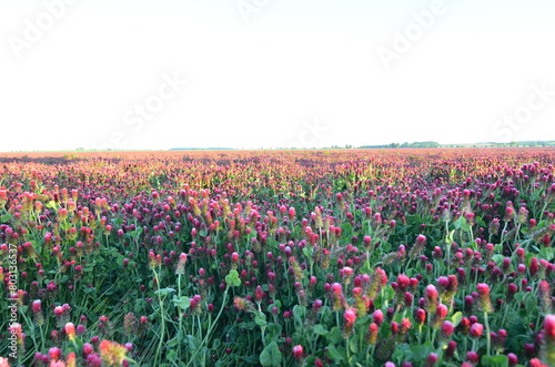 Trifolium incarnatum, filed with red clover flower, closeup