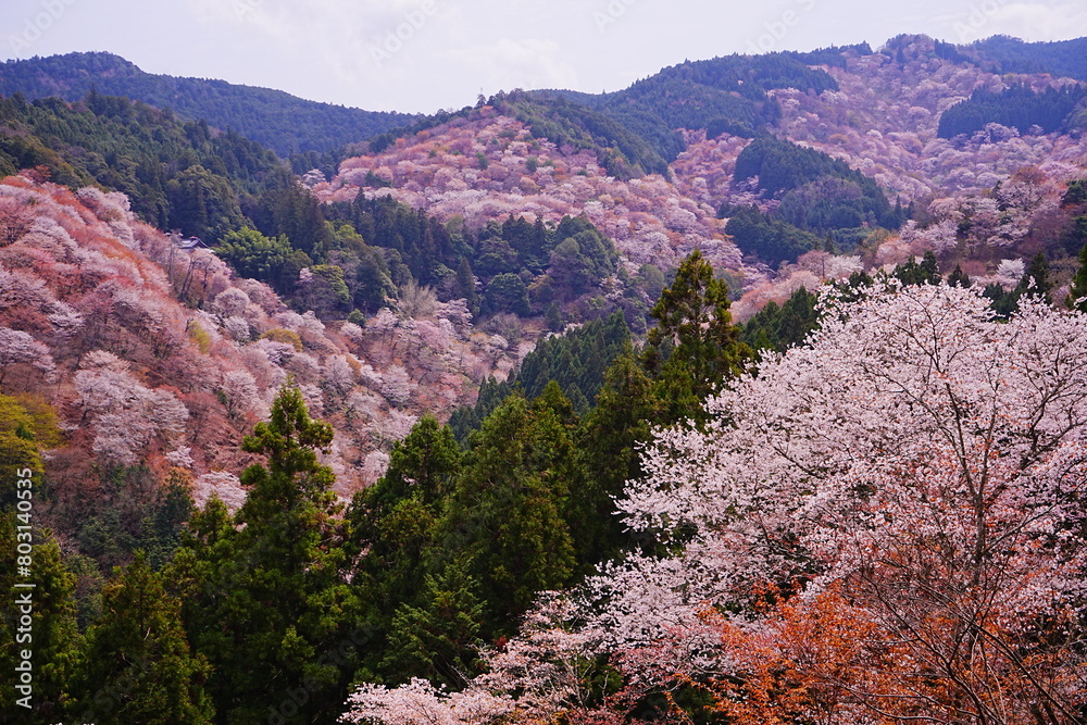 Pink Sakura Cherry Blossom on Mt. Yoshino or Yoshino-yama in Nara, Japan's Most Famous Cherry Blossom - 日本 奈良 吉野山の桜 春の景色 Pink Sakura Cherry Blossom on Mt. Yoshino or Yoshino-yama in Nara, Japan's Most Famous Cherry Blossom - 日本 奈良 吉野山の桜 春の景色