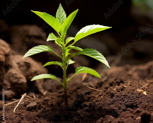 A detailed image of a young Guayusa plant, traditionally used by indigenous communities for its caffeinated leaves