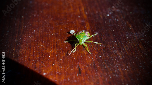 Acanthosomatidae Fart bug. Stink pine beetle. Cyphostethus tristriatus. Harmful garden insect. photo