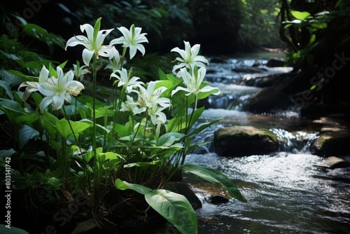 A peaceful shot of a small cluster of native Amazonian lilies by a forest stream  serene and isolated