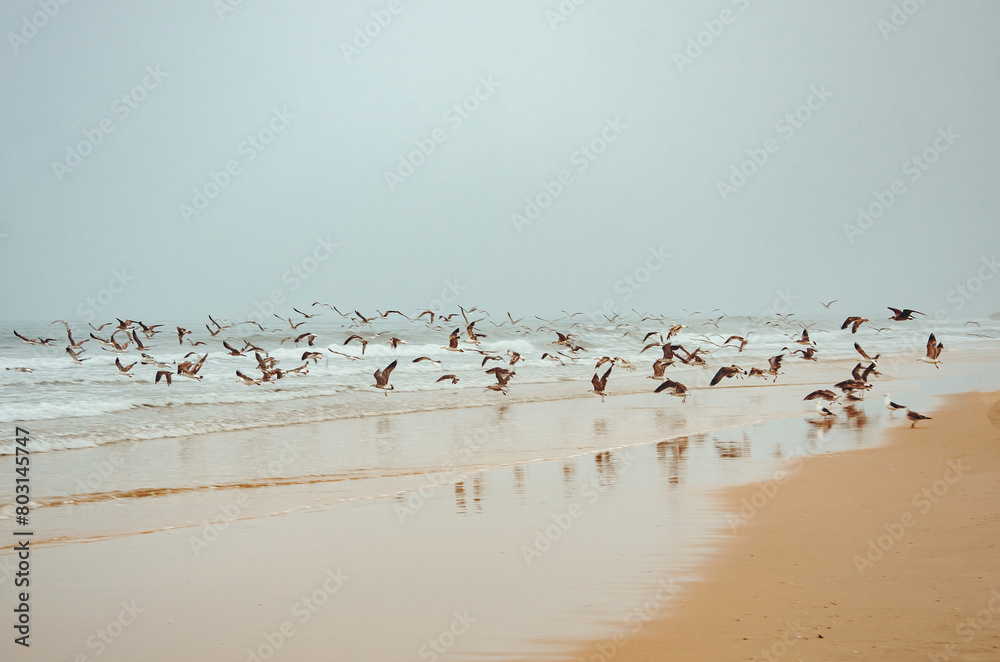 Gaivotas Gaivotas