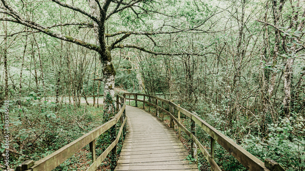Wooden path in a forest in northern Spain