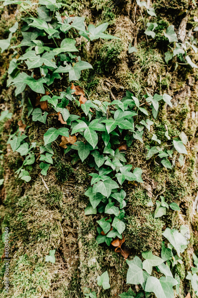 Fototapeta premium Ivy in a forest in northern Spain