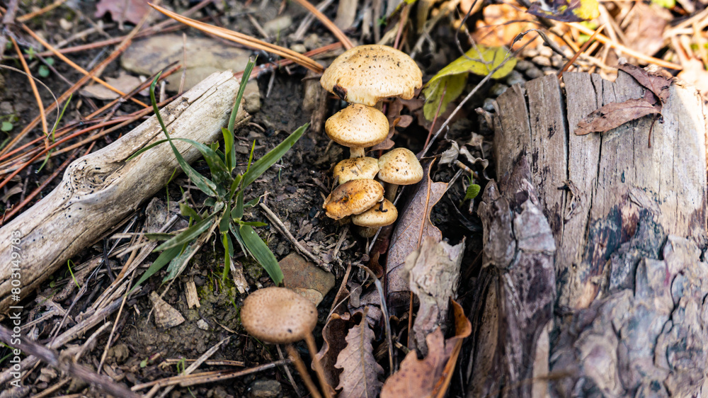 Beautiful mushroom on the forest floor in Europe Beautiful mushroom on the forest floor in Europe