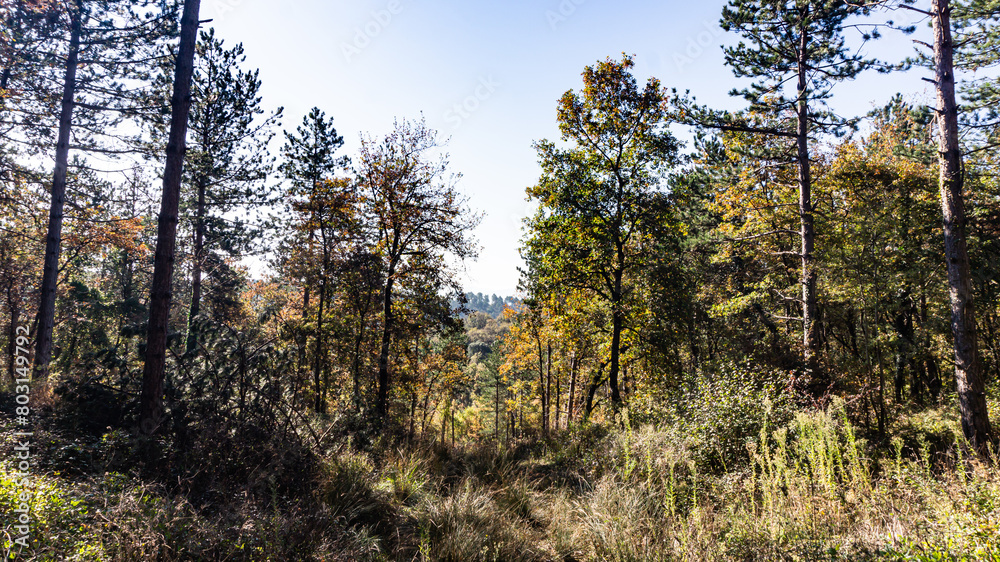Fototapeta premium Beautiful pine forest in Europe