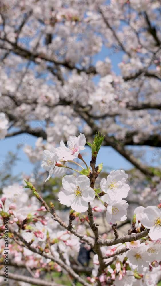 満開の桜(福岡市舞鶴公園) 満開の桜(福岡市舞鶴公園)